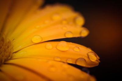 Close-up of wet yellow flower