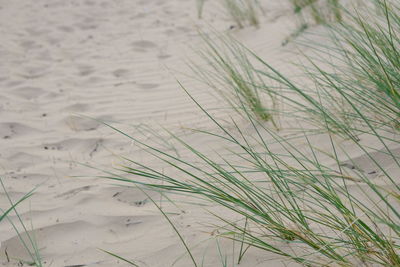 Close-up of grass on sand at beach