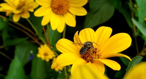 Close-up of bee pollinating on yellow flower