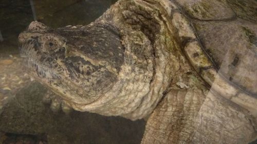 Close-up of a tree trunk