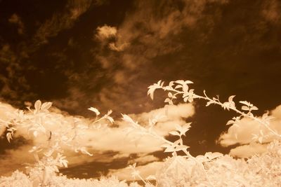 View of tree against cloudy sky