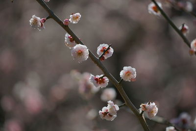 Close-up of cherry blossoms in spring