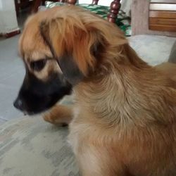 Close-up of dog relaxing at home