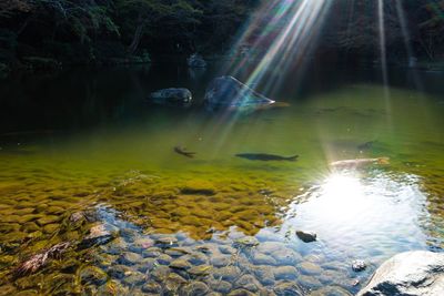 Scenic view of lake in forest