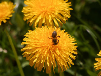 Close-up of bee pollinating on flower