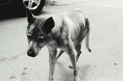 Close-up of dog walking on street