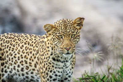 Close-up portrait of leopard standing in forest