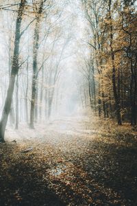 Dirt road amidst trees in forest during autumn