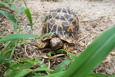 High angle view of turtle on field