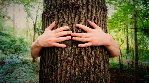 Cropped hands of man embracing tree trunk in forest