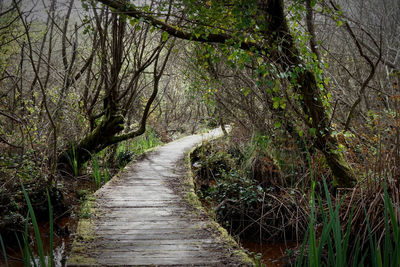 Boardwalk amidst trees in forest