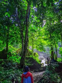 Rear view of man amidst trees in forest