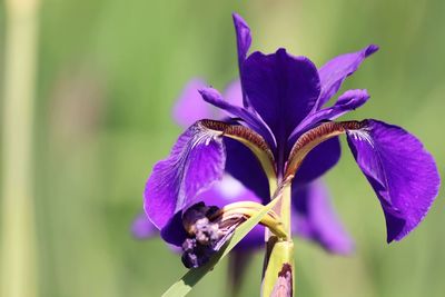 Close-up of purple flowering plant