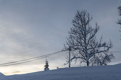 Low angle view of bare tree against sky during winter