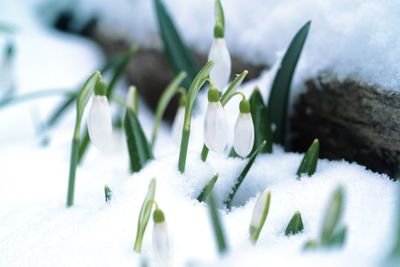 Close-up of white crocus blooming in snow