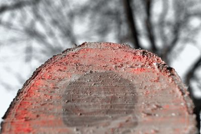 Close-up of red leaf in water