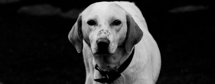 Close-up portrait of dog