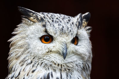 Portrait of owl