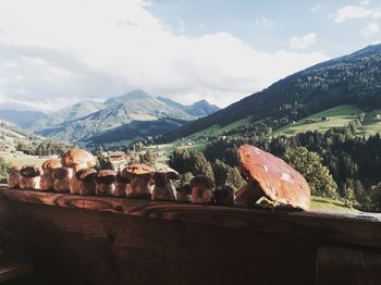 Mushrooms on railing against mountain