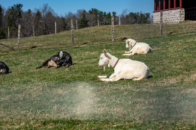 Goats on field