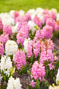 Close-up of pink flowers