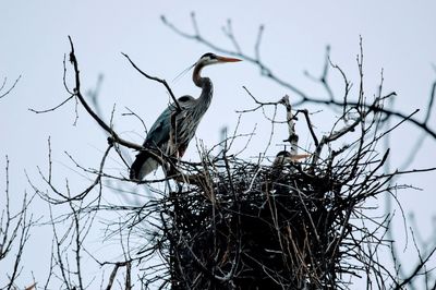 Low angle view of bird perching by nest on tree