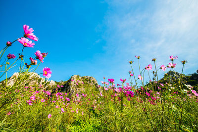 Close-up of pink flowering plants on field against blue sky