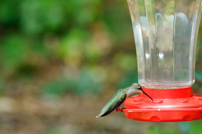 Hummingbird on bird feeder over field