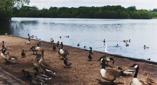 High angle view of birds swimming in lake against sky