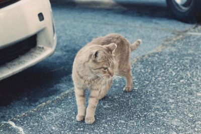 High angle view of a cat on street