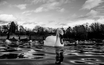 Black and white monochrome mute swan swans pair low-level water side view macro animal background