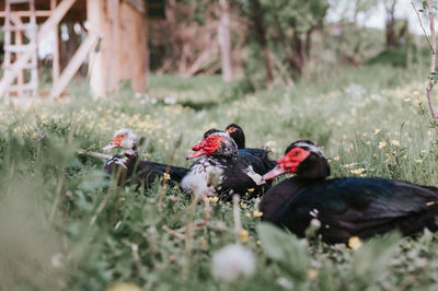 Male and female musk or indo ducks on farm in nature outdoor on grass. breeding of poultry