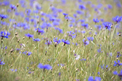 Close-up of purple crocus flowers on field