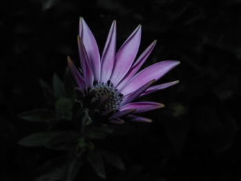 Close-up of pink flower