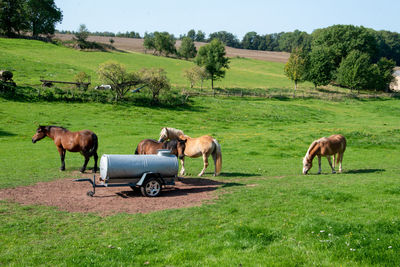 Horses in a field