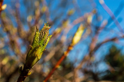 Close-up of plant against blurred background
