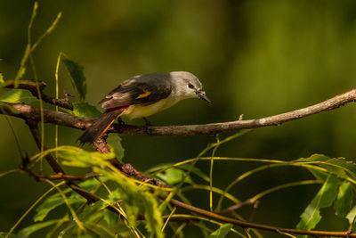 Close-up of bird perching on branch