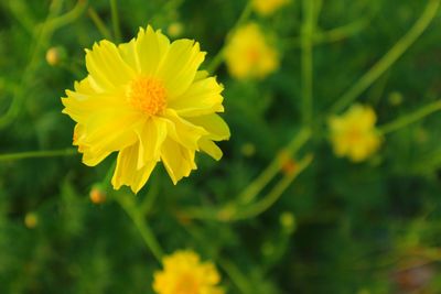 Close-up of yellow flowering plant