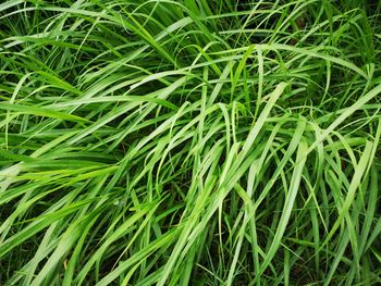 Full frame shot of bamboo plants on field