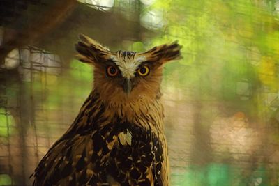 Buffy fish owl - bubo ketupu, staring straight to the camera