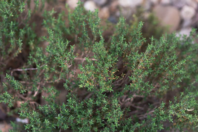 Close-up of moss growing on tree