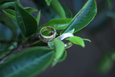 Close-up of water drops on leaves