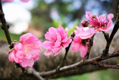 Close-up of pink cherry blossoms