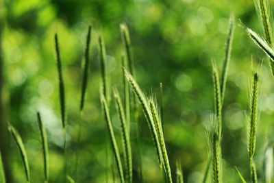 Close-up of crops growing on field