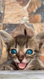 Close-up portrait of kitten