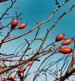 Low angle view of rose hip on tree