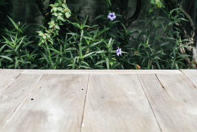 High angle view of plants on table