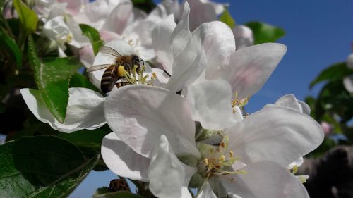 Close-up of bee on white flowering plant