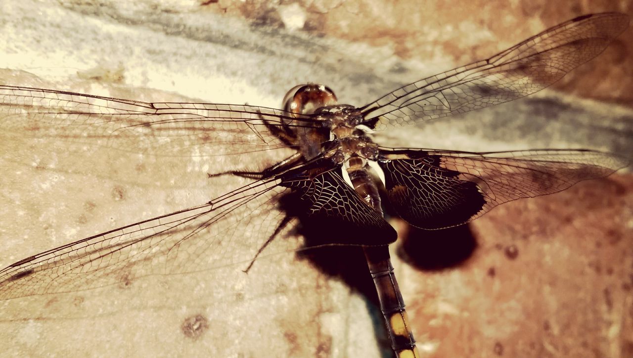 animal themes, one animal, animals in the wild, insect, wildlife, close-up, spider, focus on foreground, zoology, nature, outdoors, day, full length, selective focus, no people, wall - building feature, animal wing, side view, animal antenna