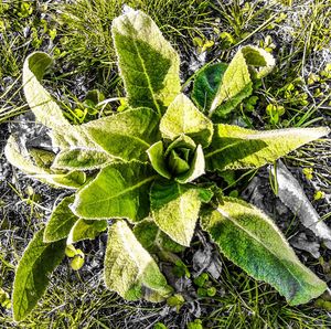 High angle view of plant growing on field